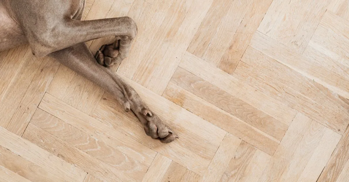 A close-up shot of a dog's paws resting on a parquet wooden floor indoors.